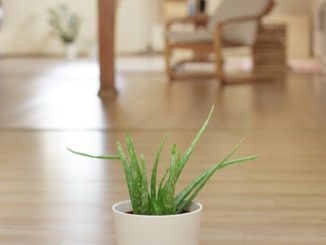 Účinky aloe vera