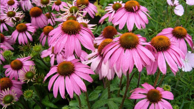 Echinacea a její účinky